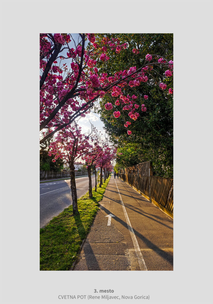CVETNA POT, Rene Miljavec - 3. mesto na fotografskem natečaju Utrinki na poti v šolo